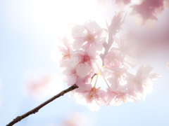 夢桜