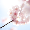 夢桜
