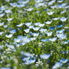 spring song