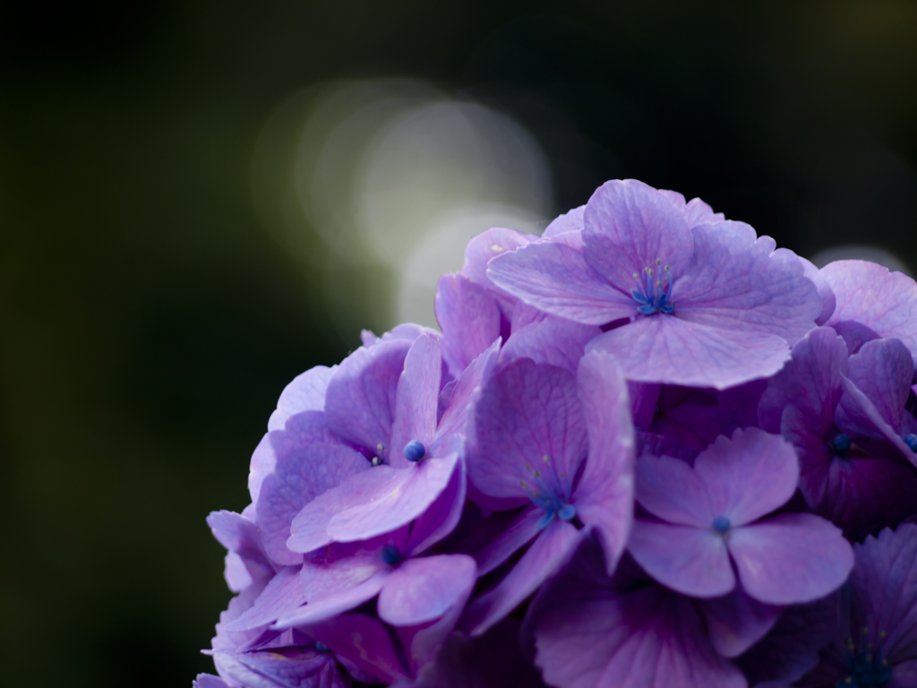 紫陽花のリズム