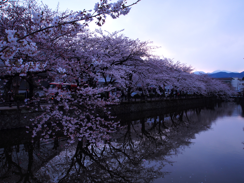 桜のとき