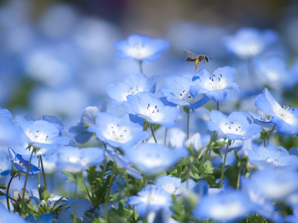 花の香りに誘われて