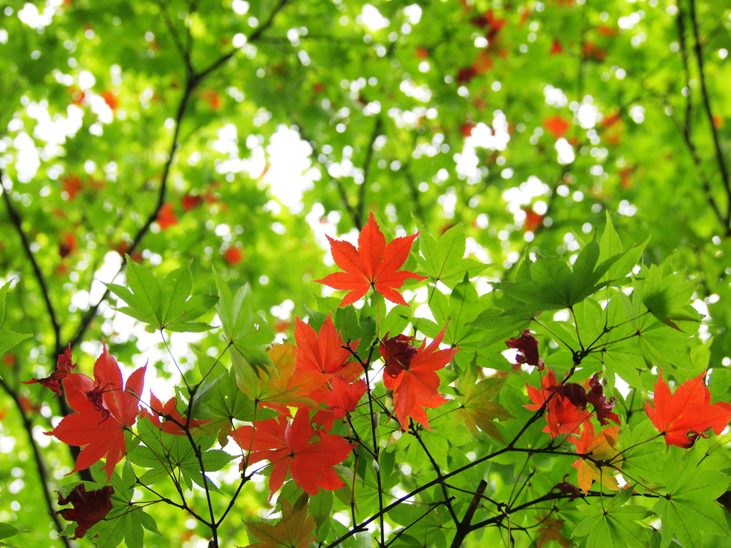 夏から秋へ