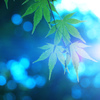 blue leaf