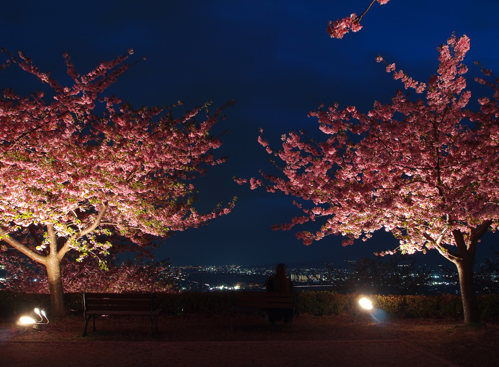 夜空を舞う桜