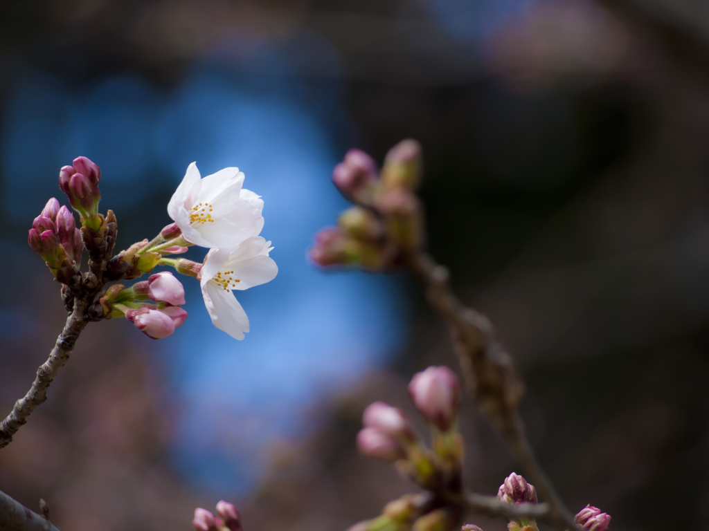 開花の便り