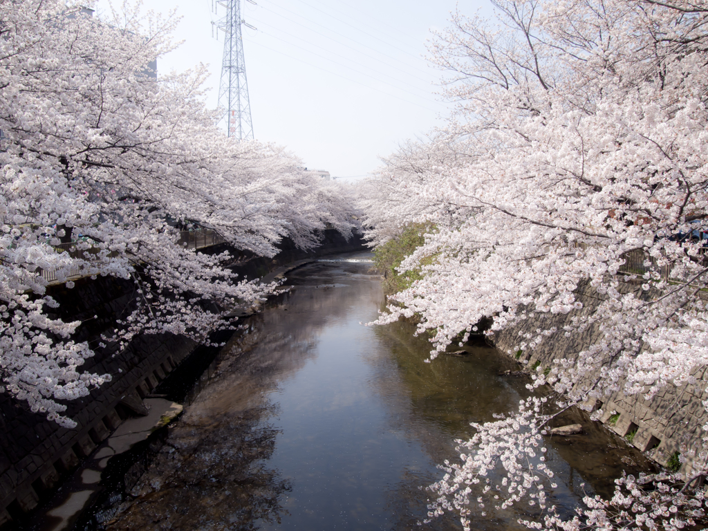 桜川