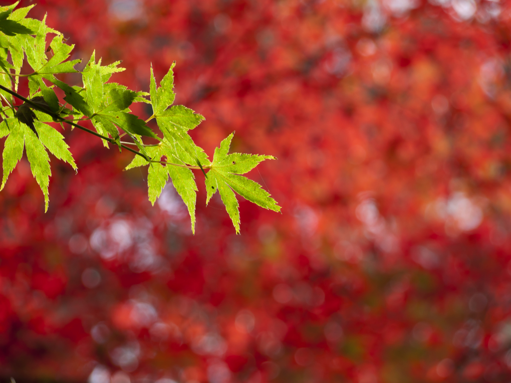 紅に交わる