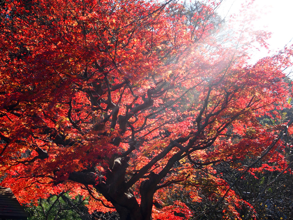 差し込む紅葉