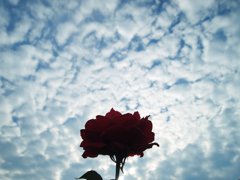 雲纏う薔薇