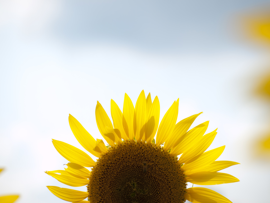 夏の太陽
