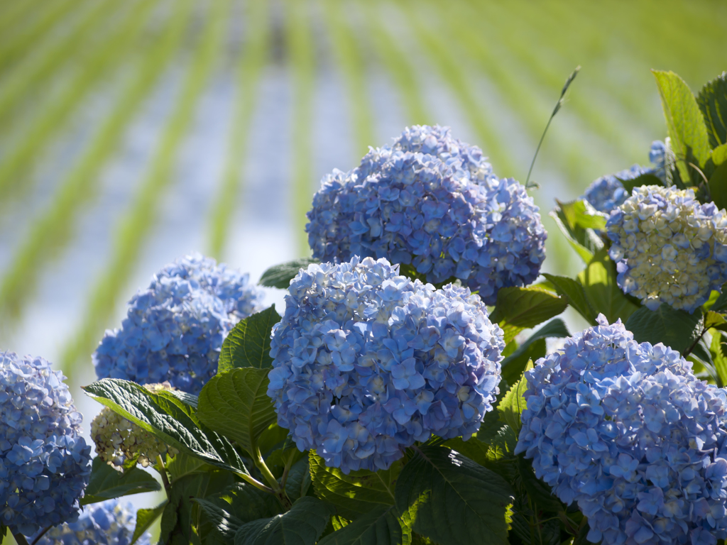 紫陽花の咲く頃