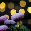 キラメキの花