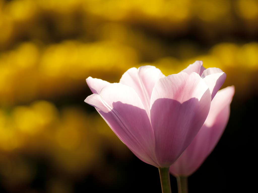 温もりの花