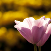 温もりの花