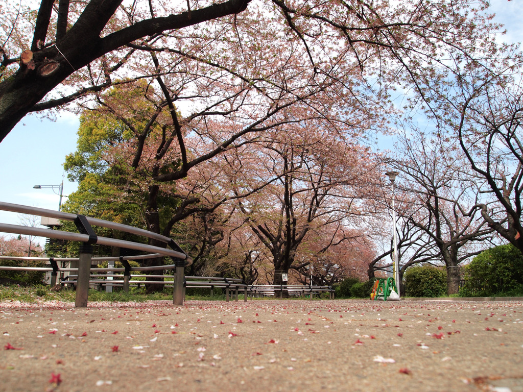 花見のあとで