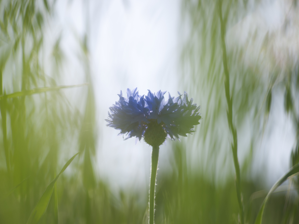 草むらの華