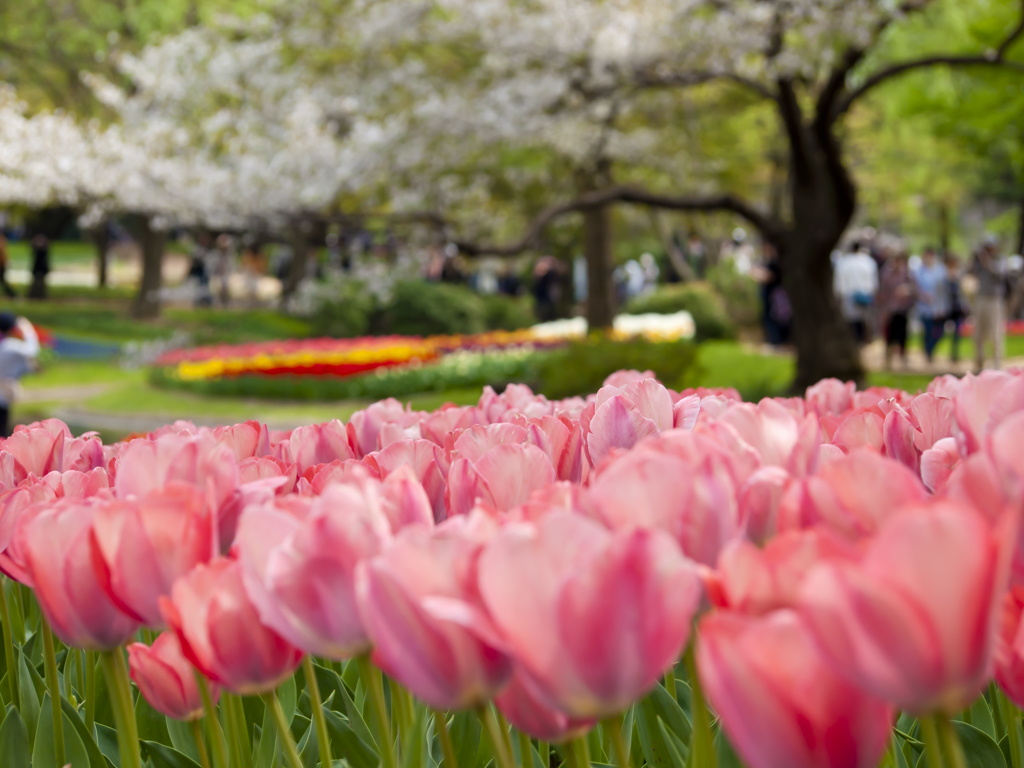 桜を見つめて