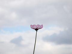 雲上の花
