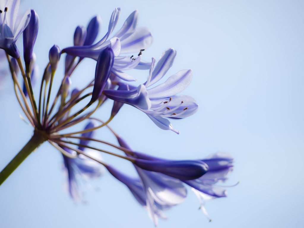 青空に花を