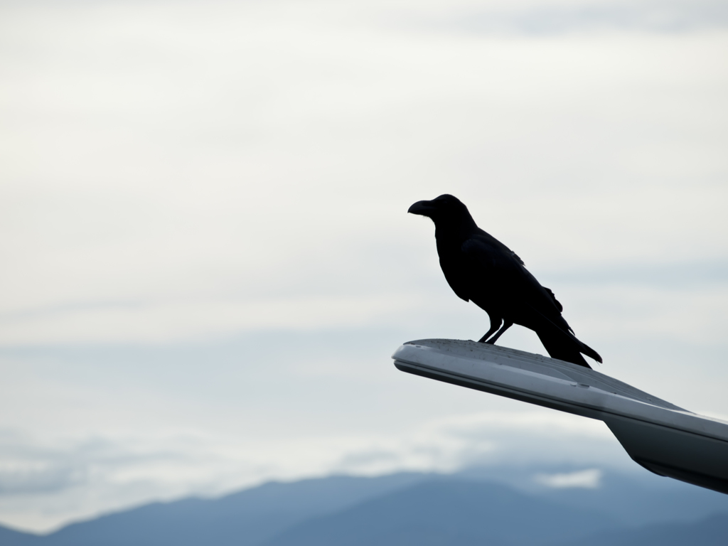 Crow silhouette