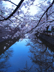青き桜