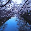 青き桜