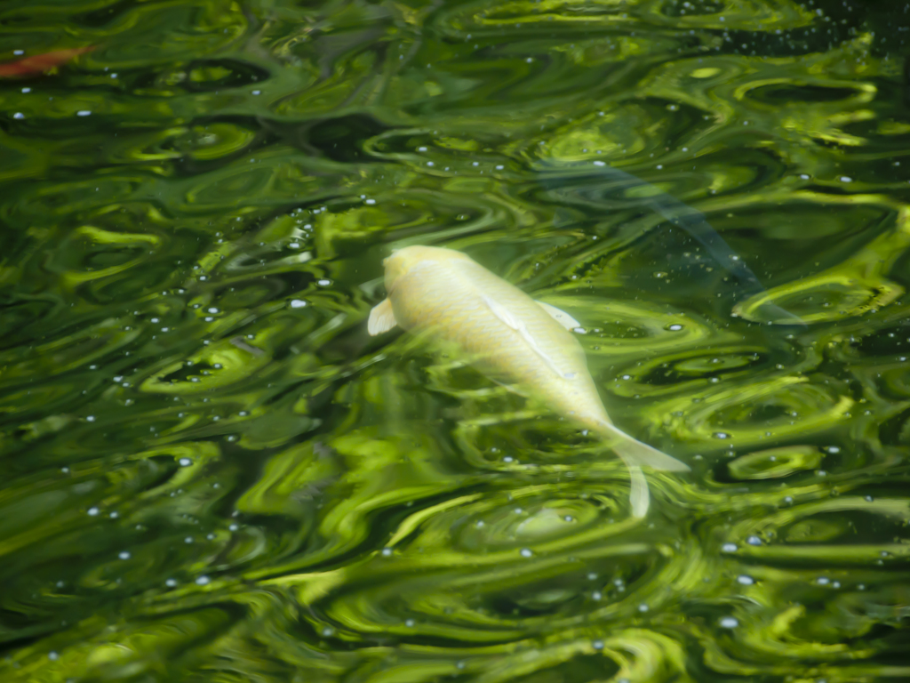 green swimmer