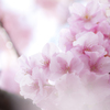 朧花