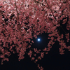 桜月夜