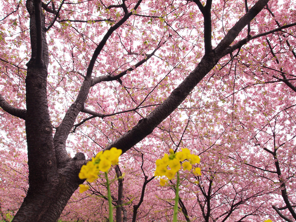 見上げる桜 By 斗志 Id 写真共有サイト Photohito