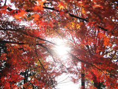 紅葉の舞い