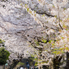 桜のトンネル