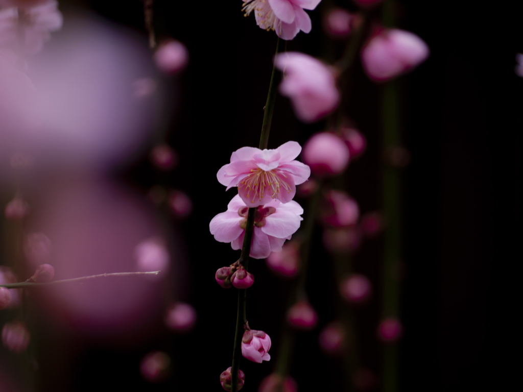 紅梅の雨