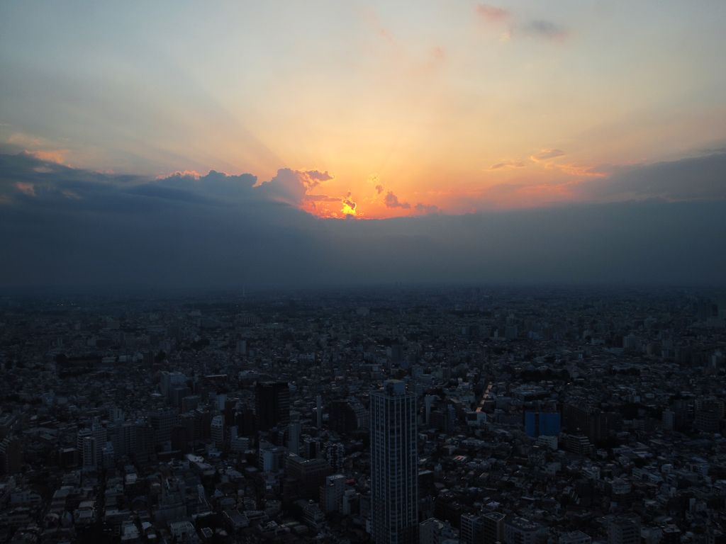 東京に舞う光