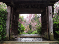春雨の門