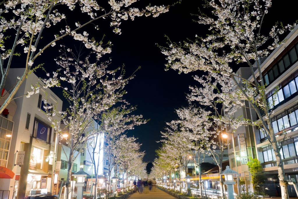 段葛の夜桜