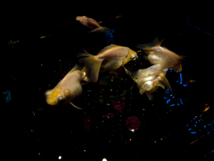 金魚の舞