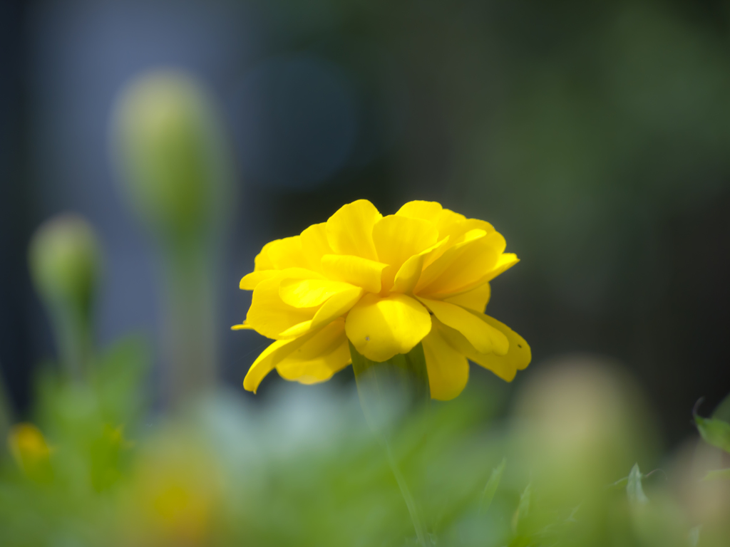 黄金の花