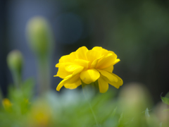 黄金の花