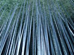 blue bamboo