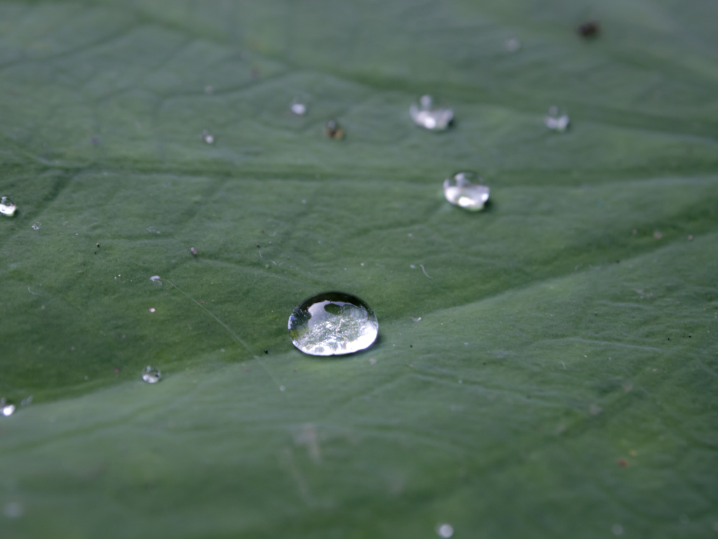 梅雨の足跡