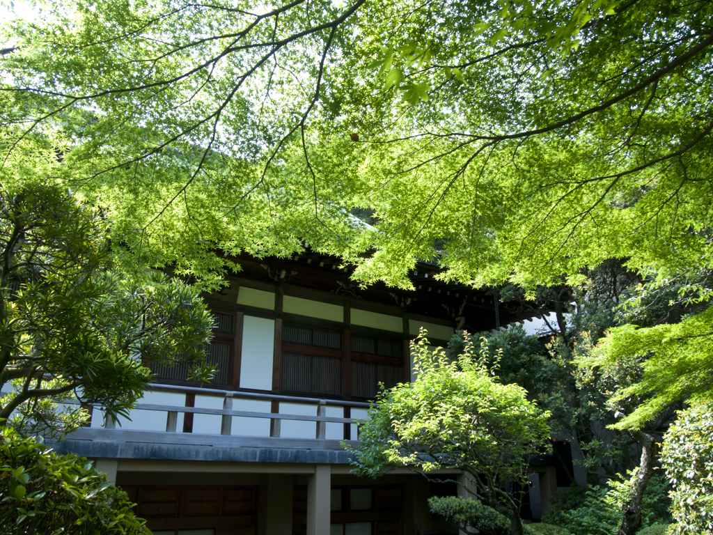 新緑の寺