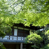 新緑の寺