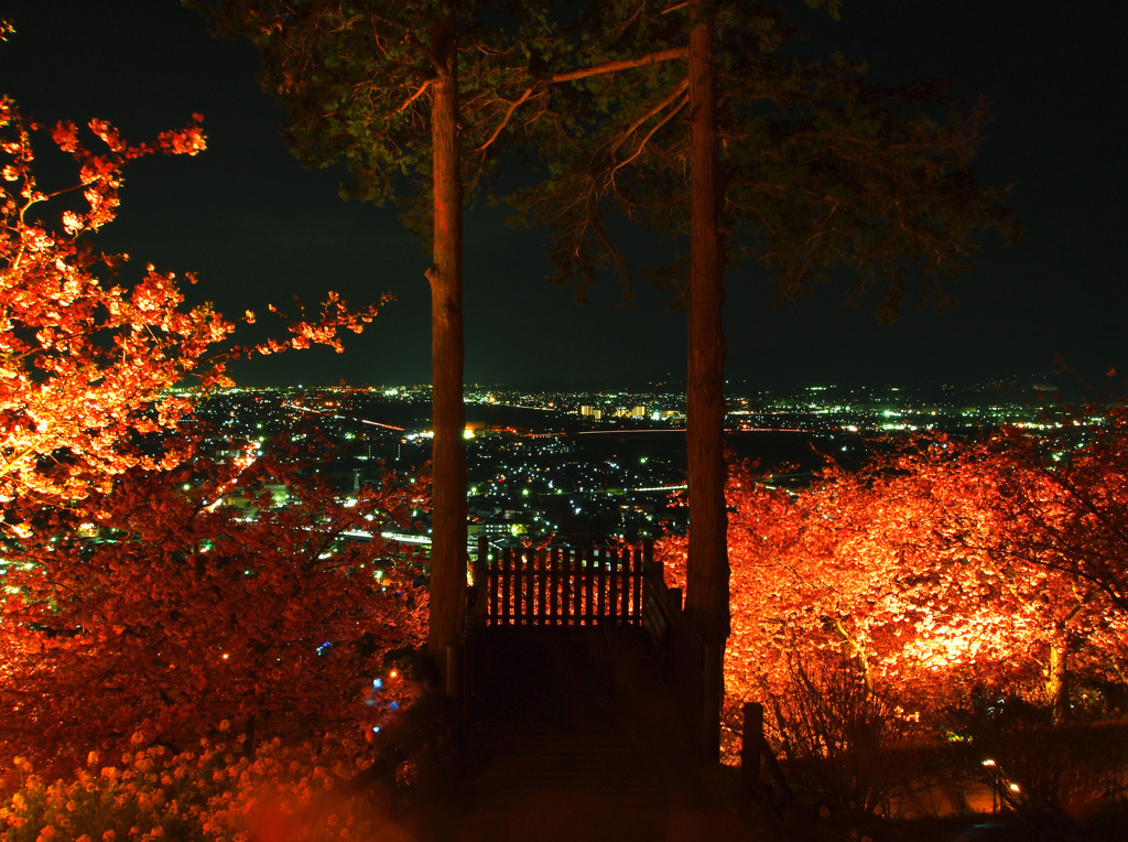 桜夜景