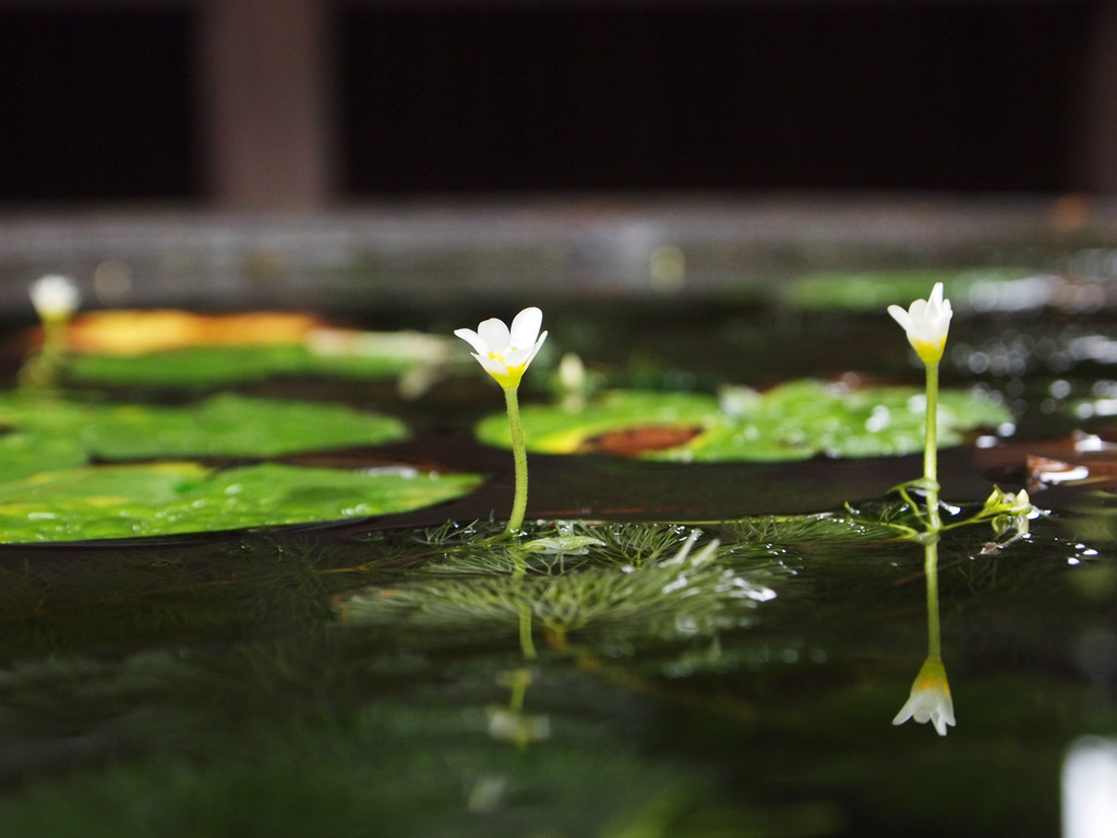 水面の花