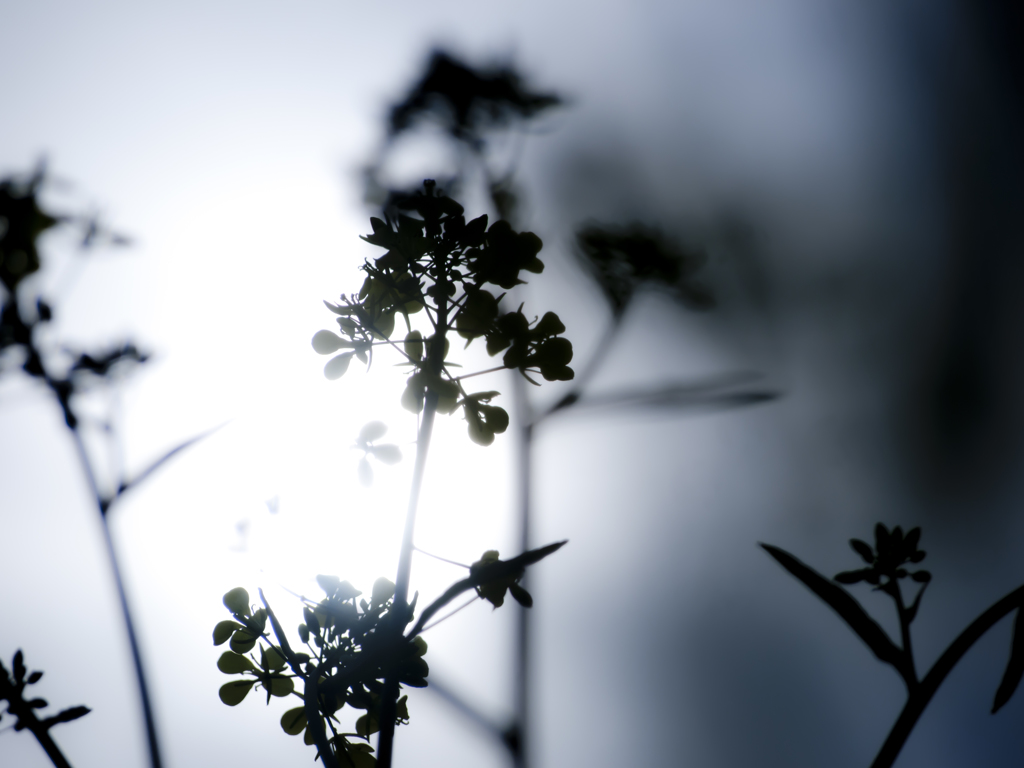 spring silhouette