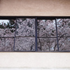 桜窓