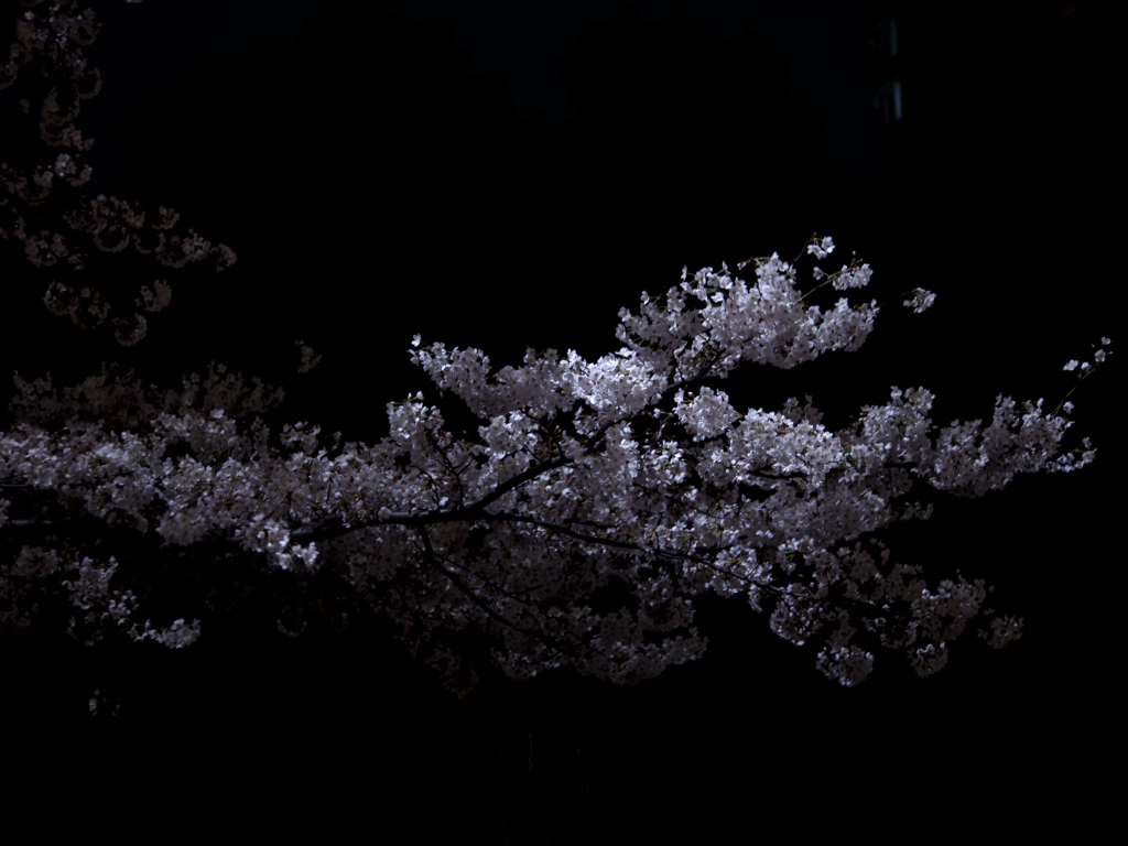 夜に舞う桜