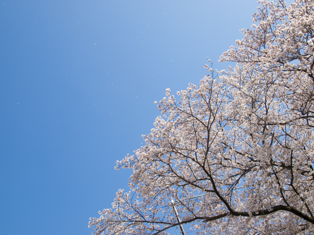 青空に舞う